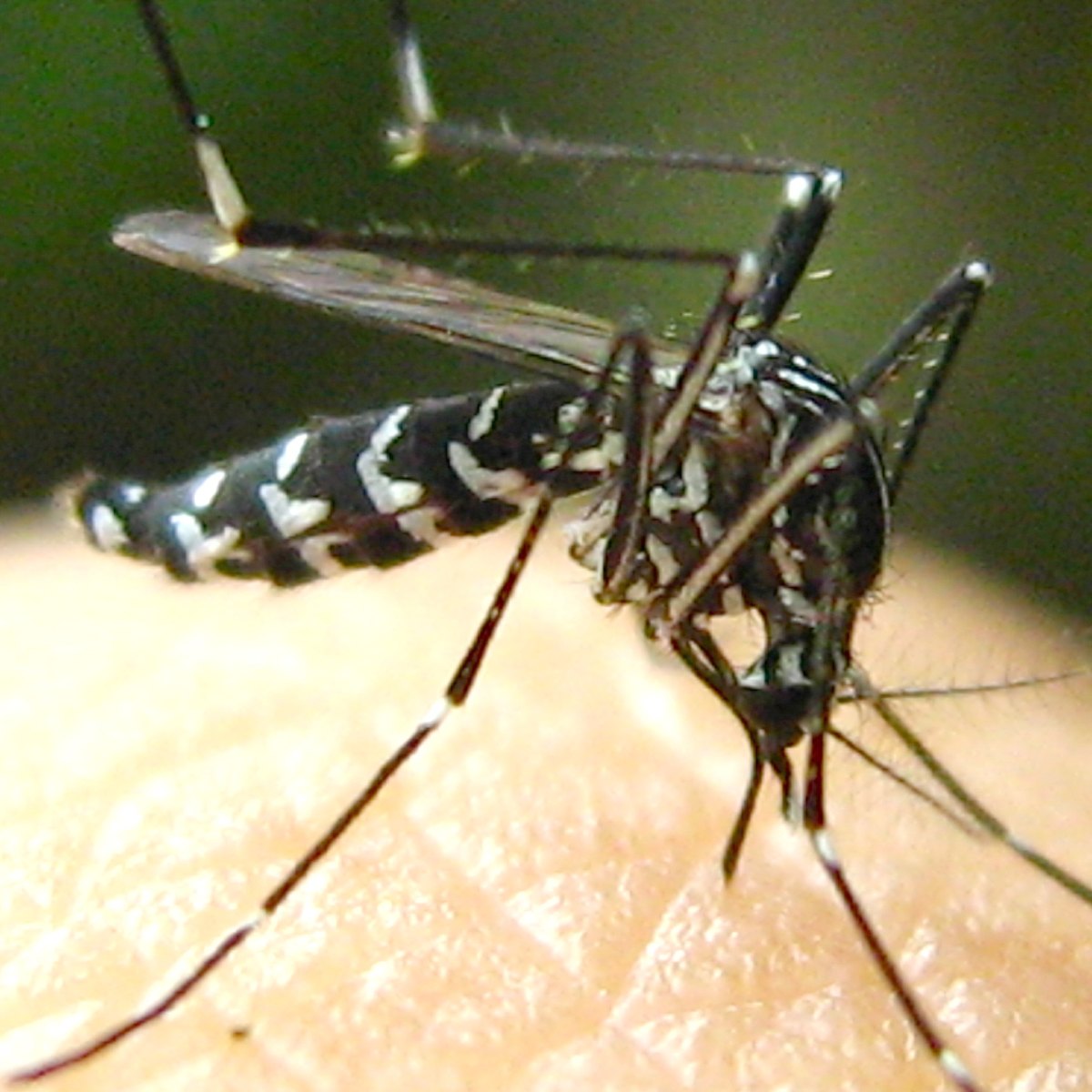 Asian tiger mosquitoes, black with white stripes
