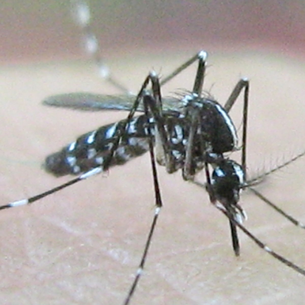 A tiger mosquito on skin, seen from the side.