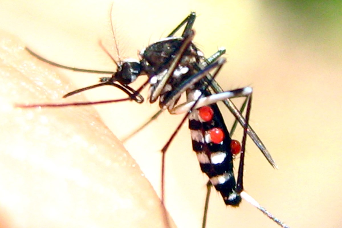 A tiger mosquito feeding, with small round red bodies attached to the side of its abdomen.