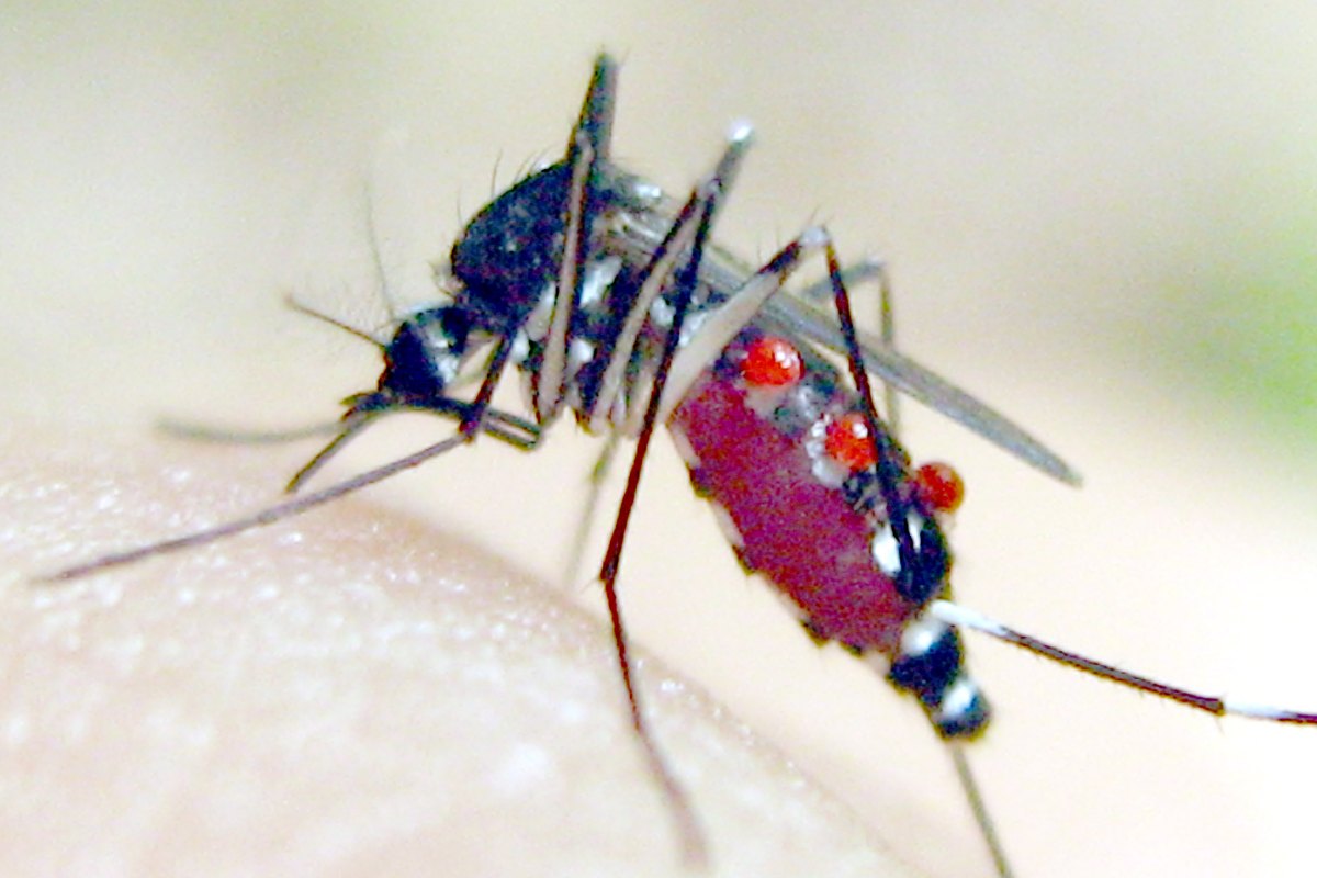 The mosquito swollen with blood, the small red bodies still attached.