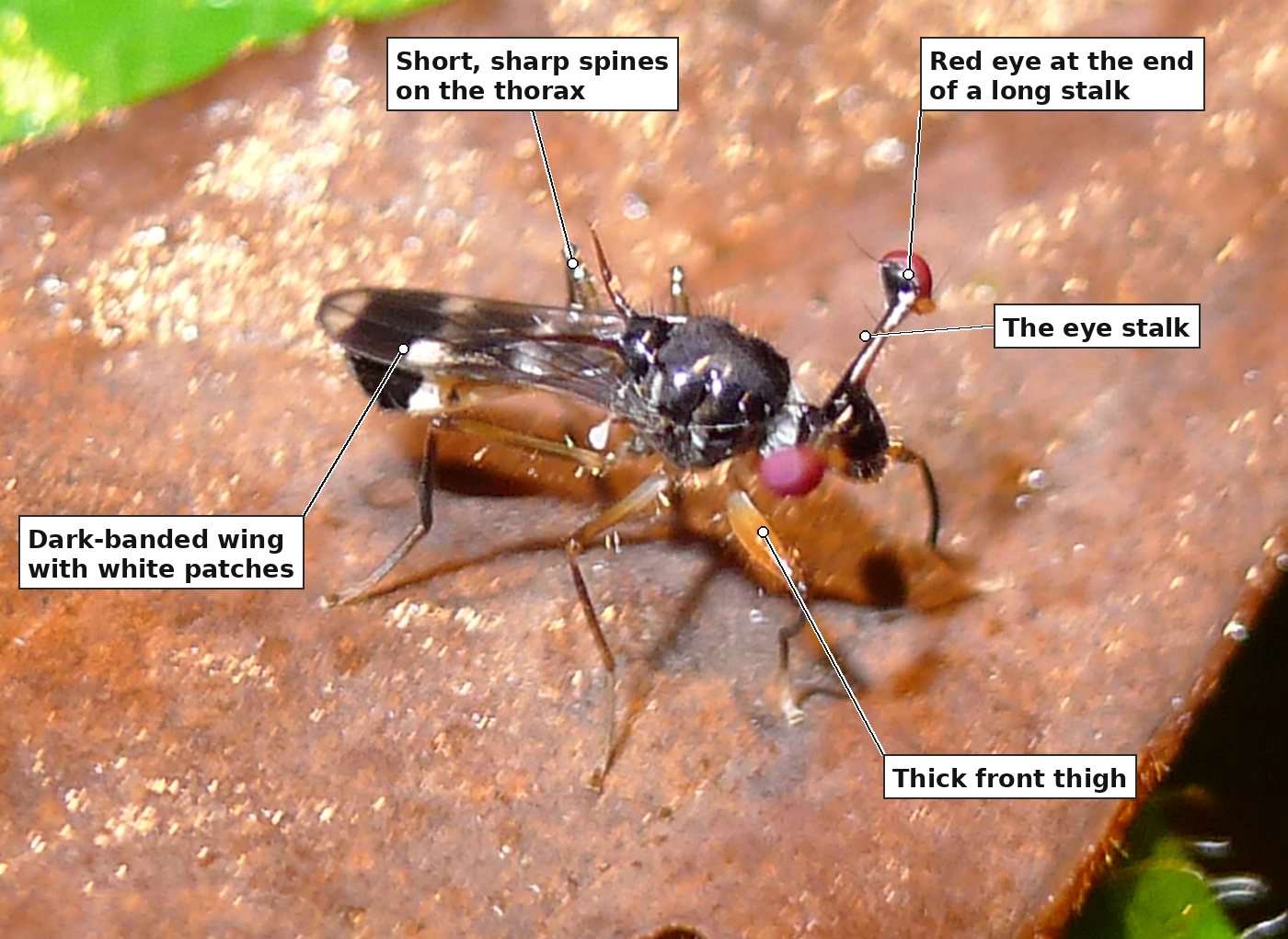 A close view of the same fly from the side, with five labels: a red eye at the end of a long stalk; the eye stalk; short, sharp spines on the thorax; the dark-banded wing with white patches; and the thick front thigh.