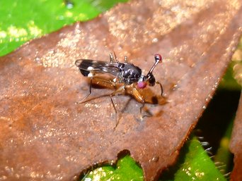 A small black fly with red eyes on long sideways stalks and dark-banded wings, standing on a dead brown leaf