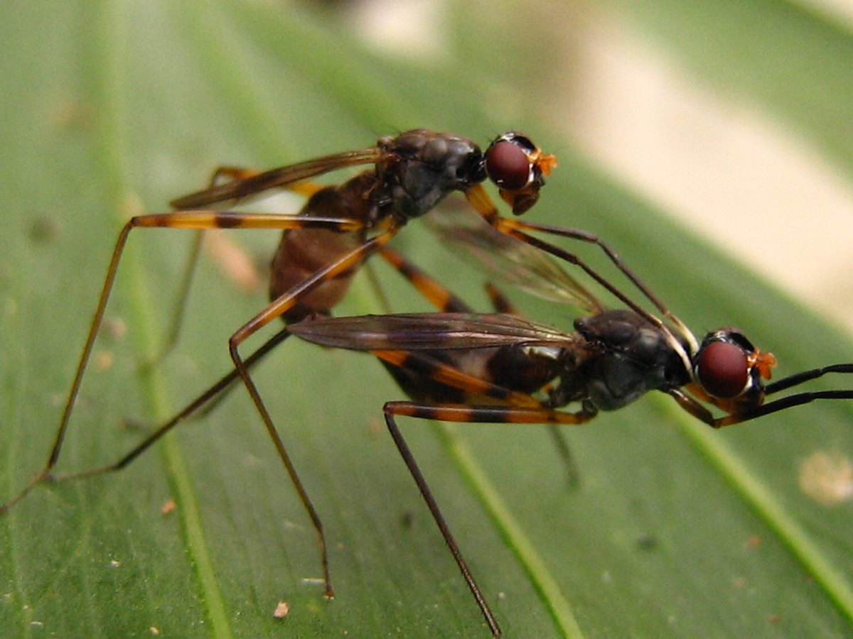 A pair of stilt-legged flies on a leaf