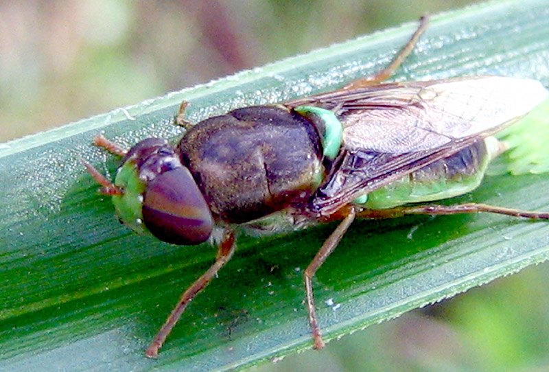 A soldier fly on a leaf