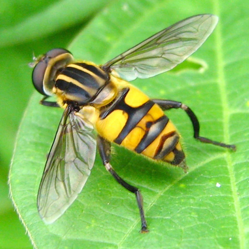 Episyrphus viridaureus, a black-and-yellow hover fly