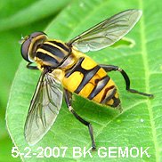 Episyrphus viridaureus, a hover fly