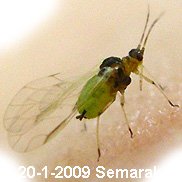 A scuttle fly of the family Phoridae
