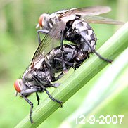 Sarcophaga, a flesh fly