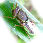 A soldier fly, family Stratiomyidae