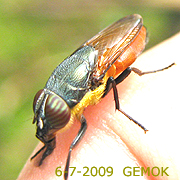 A fly of the family Calliphoridae