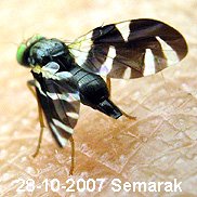 A fruit fly of the family Tephritidae