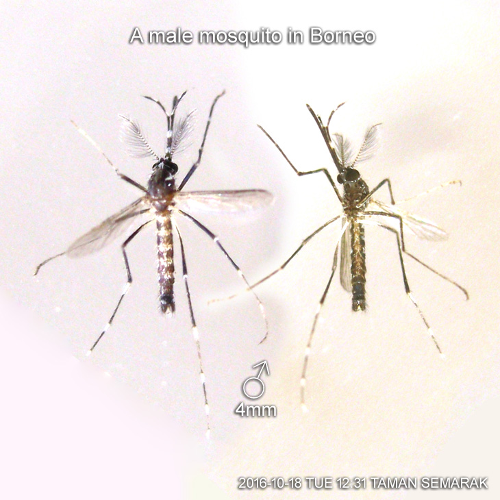 A male mosquito in Borneo