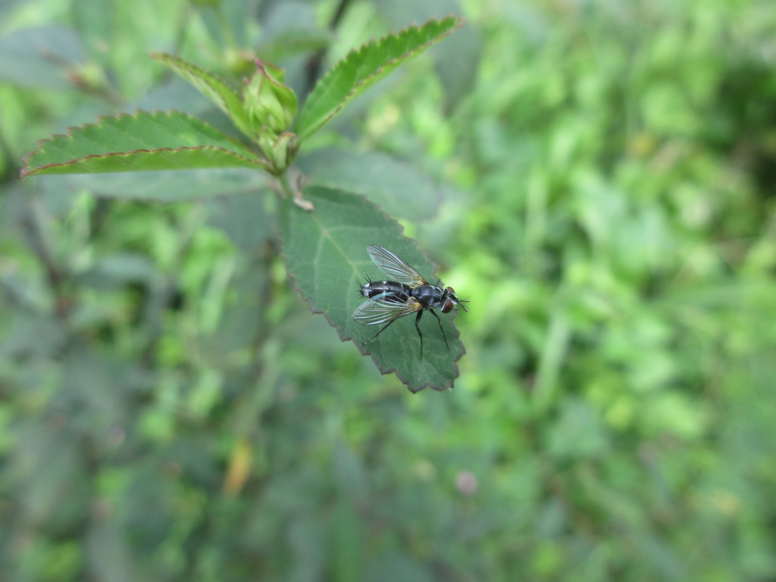 A grey-and-black fly with clear wings held out at an angle, standing on a toothed green leaf near the tip of a shrub, with blurred green undergrowth behind.