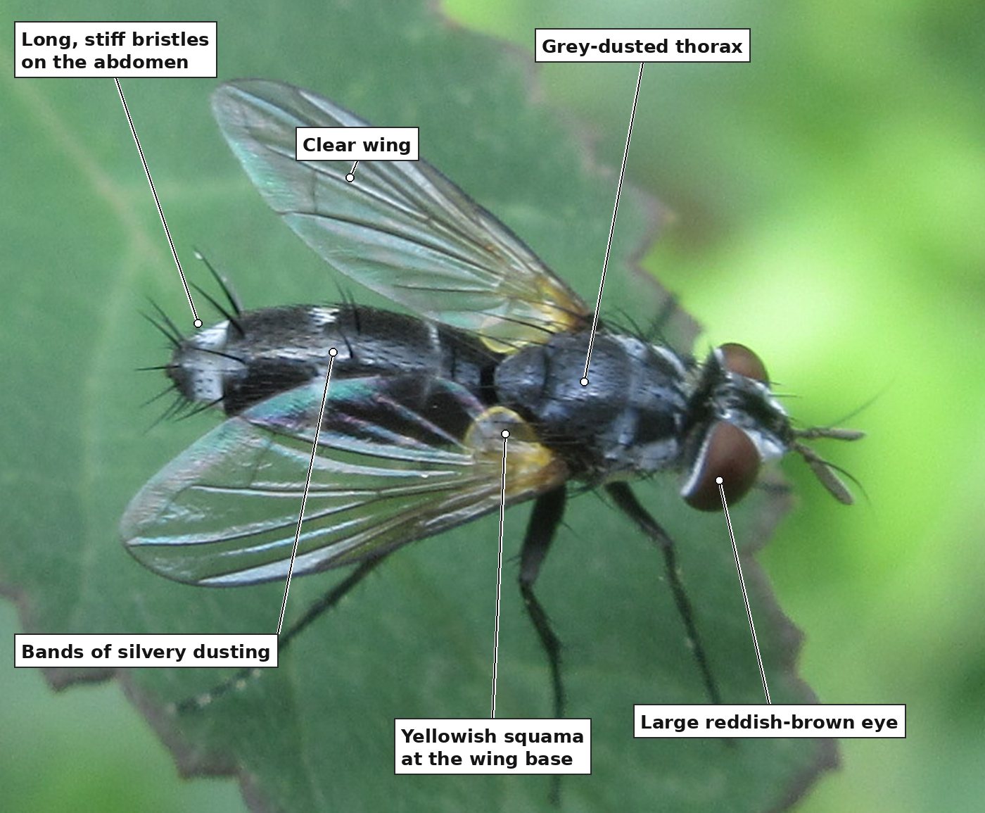 The same fly, enlarged, with six labels: long, stiff bristles on the abdomen; a clear wing; the grey-dusted thorax; bands of silvery dusting on the abdomen; a yellowish squama at the wing base; and a large reddish-brown eye.