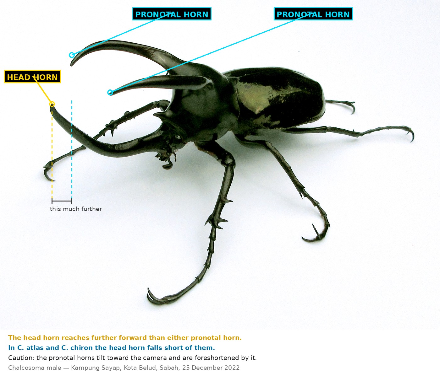 The same beetle with labels. A yellow label marks the head horn, and two blue labels mark the left and right pronotal horns. Two vertical dashed lines mark how far forward the head horn tip reaches compared with the nearer pronotal horn tip, with a small bracket between them marked this much further.