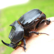 A beetle photographed in Borneo