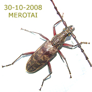 Long-horned Beetles-Cerambycidae