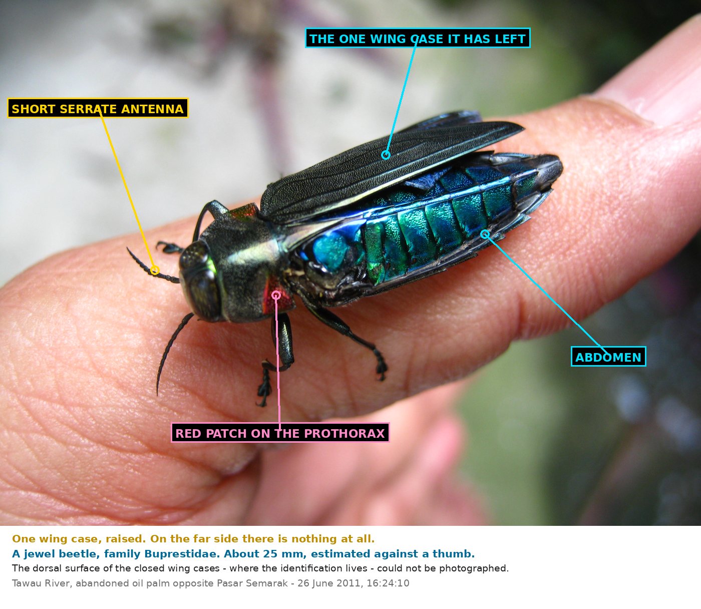 A stout metallic beetle on a human thumb with one blackish wing case raised, exposing an abdomen of brilliant metallic blue and green in segmented plates.