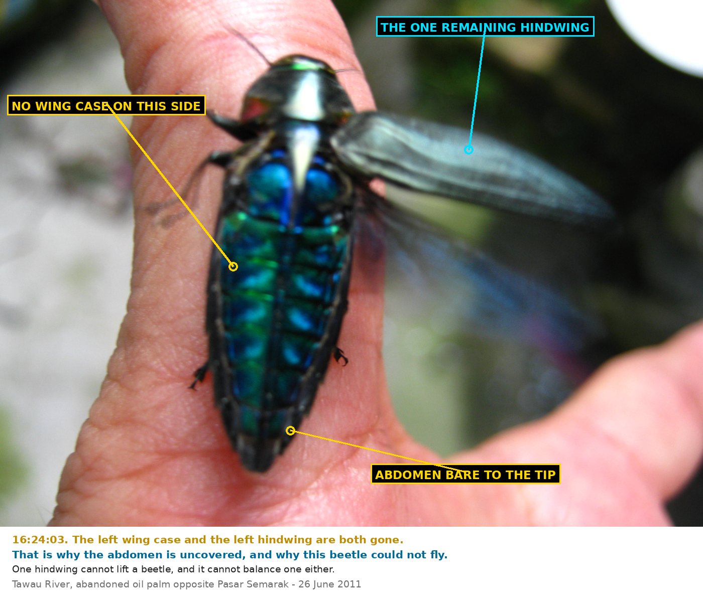 The same beetle from above on a thumb, its brilliant blue-green segmented abdomen fully exposed. One membranous hindwing is extended to the right; the left side of the abdomen is completely bare with no wing case beside it. Labels mark the one remaining hindwing, the absent wing case on the left side, and the abdomen bare to the tip.