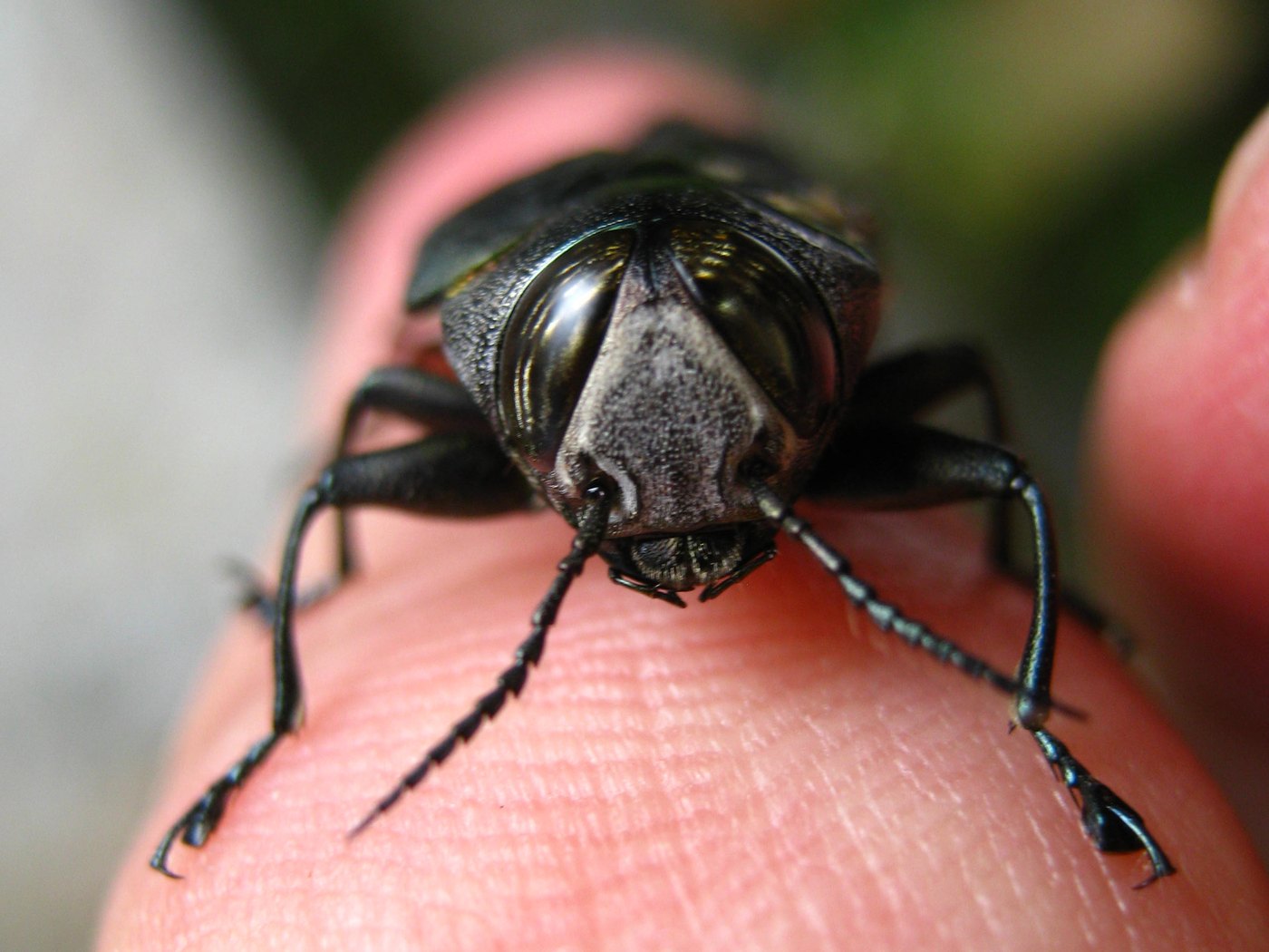 The same beetle head-on: a broad flattened face with a pale grey powdery central area between two large dark curved eyes, short black saw-toothed antennae held forward and down, and stout dark legs braced on the pink skin of a thumb.