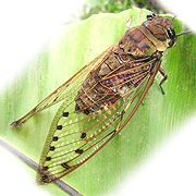 A cicada photographed in Borneo