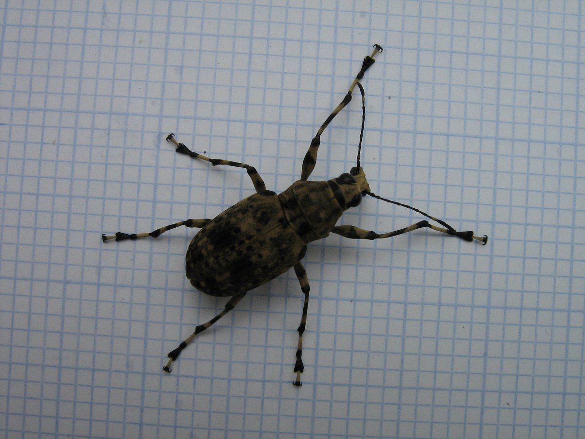 The weevil from above on graph paper: oval mottled tan-and-black body, long banded legs and long dark antennae.