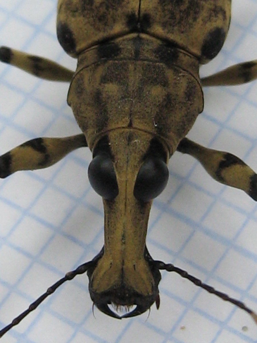 Head and pronotum from above: a broad, flattened rostrum widening to the tip, large black eyes at its base, and the antennae set at its sides.