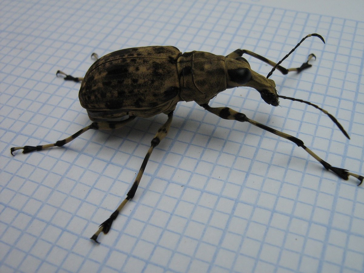Side view: high-domed mottled elytra, broad pronotum, the flat rostrum and long antennae, legs ringed black and cream.