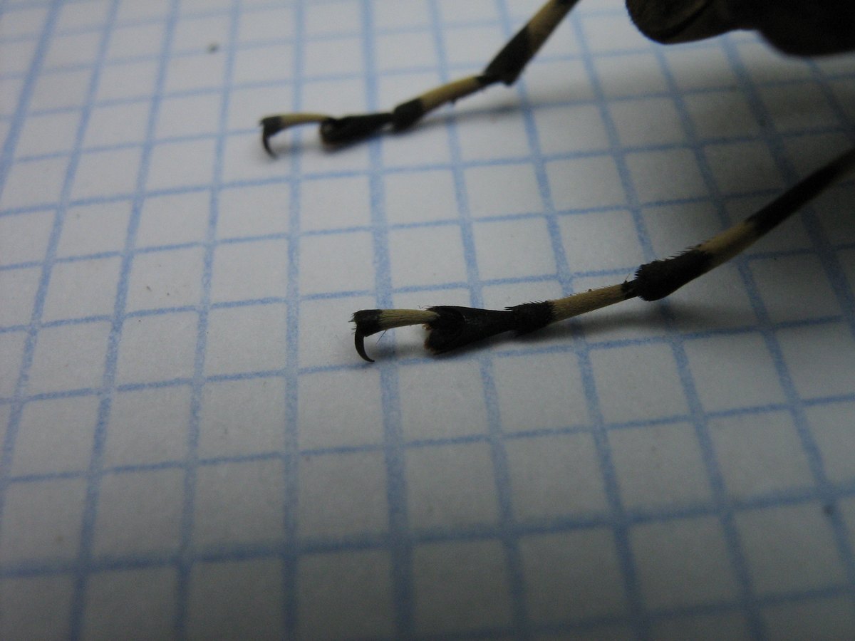 Close-up of two hind feet: cream and black rings, a broad dark lobed tarsal segment and strong curved claws.