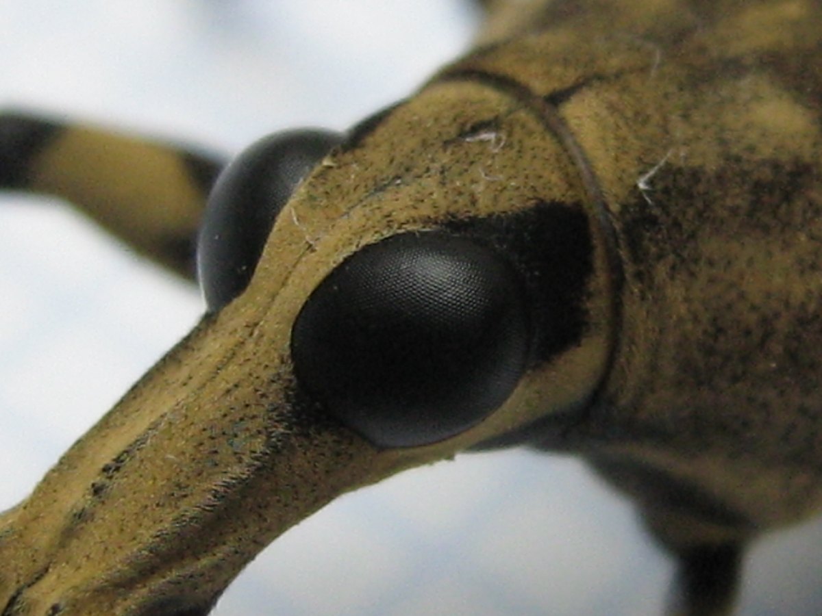 Close-up of the large, finely faceted black eye at the base of the velvety, tan rostrum.