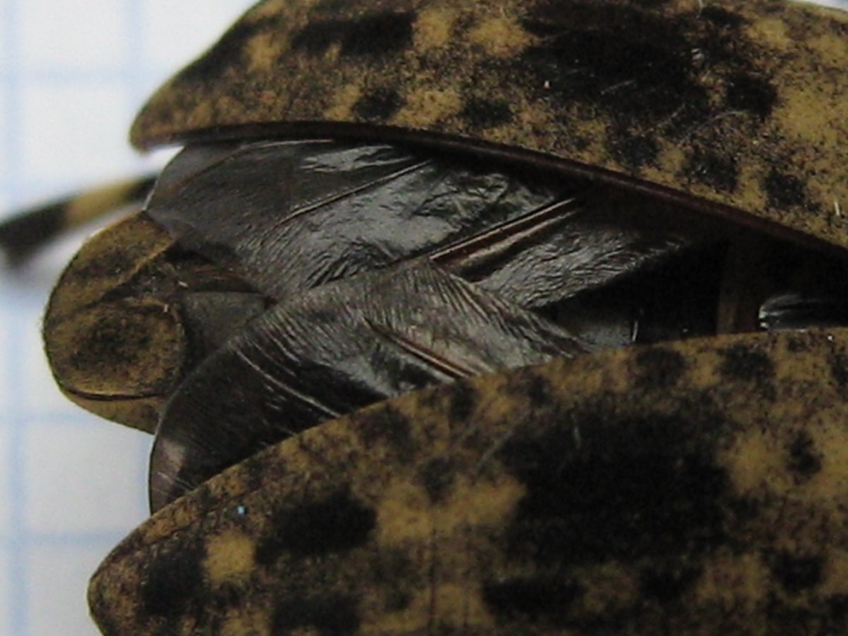 The rear of the elytra parted to show the dark, folded hind wings beneath.