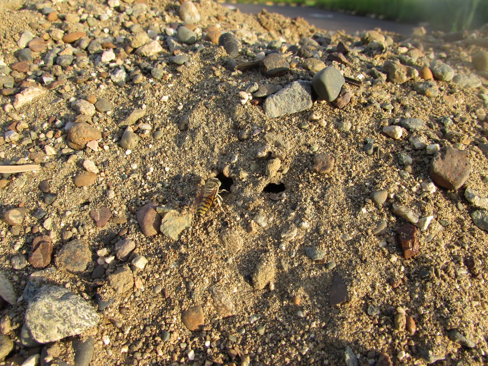 A yellow-and-black banded insect with smoky wings folded flat over its back, standing at the dark mouth of a burrow in a heap of sand and small pebbles. A second burrow entrance is just to the right. Low evening sunlight throws long shadows from the pebbles.