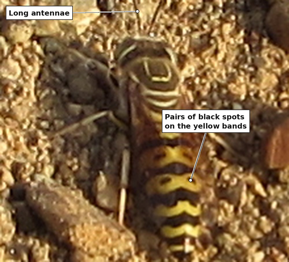The same insect from directly above, much enlarged, with two labels: long antennae projecting forwards from the head; and pairs of black spots on the yellow bands of the abdomen. The thorax has thin curved pale lines.