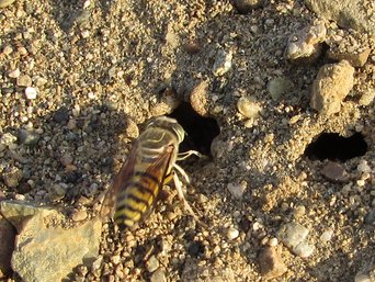 A yellow-and-black banded wasp with smoky folded wings at the mouth of a burrow in a heap of sand and pebbles.