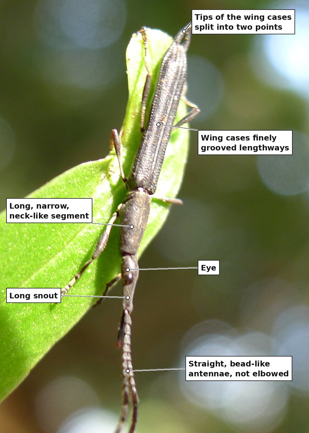 The same beetle a minute later, head-down at the tip of a leaf, with six labels: the tips of the wing cases split into two points; the wing cases finely grooved lengthways; the long, narrow, neck-like segment behind the wing cases; the eye; the long snout; and the straight, bead-like antennae hanging below, which are not elbowed.