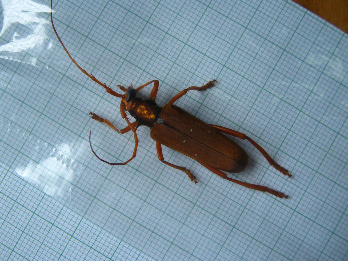 The beetle from above on graph paper under a clear plastic sheet: long orange-brown body, very long antennae and legs.