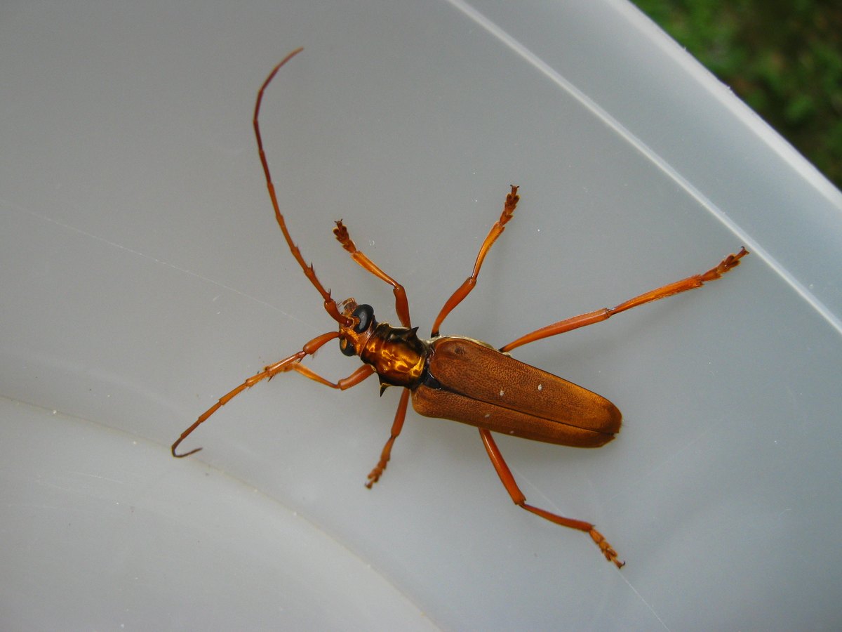 The whole beetle from above in a white plastic box, antennae longer than the body, legs spread.