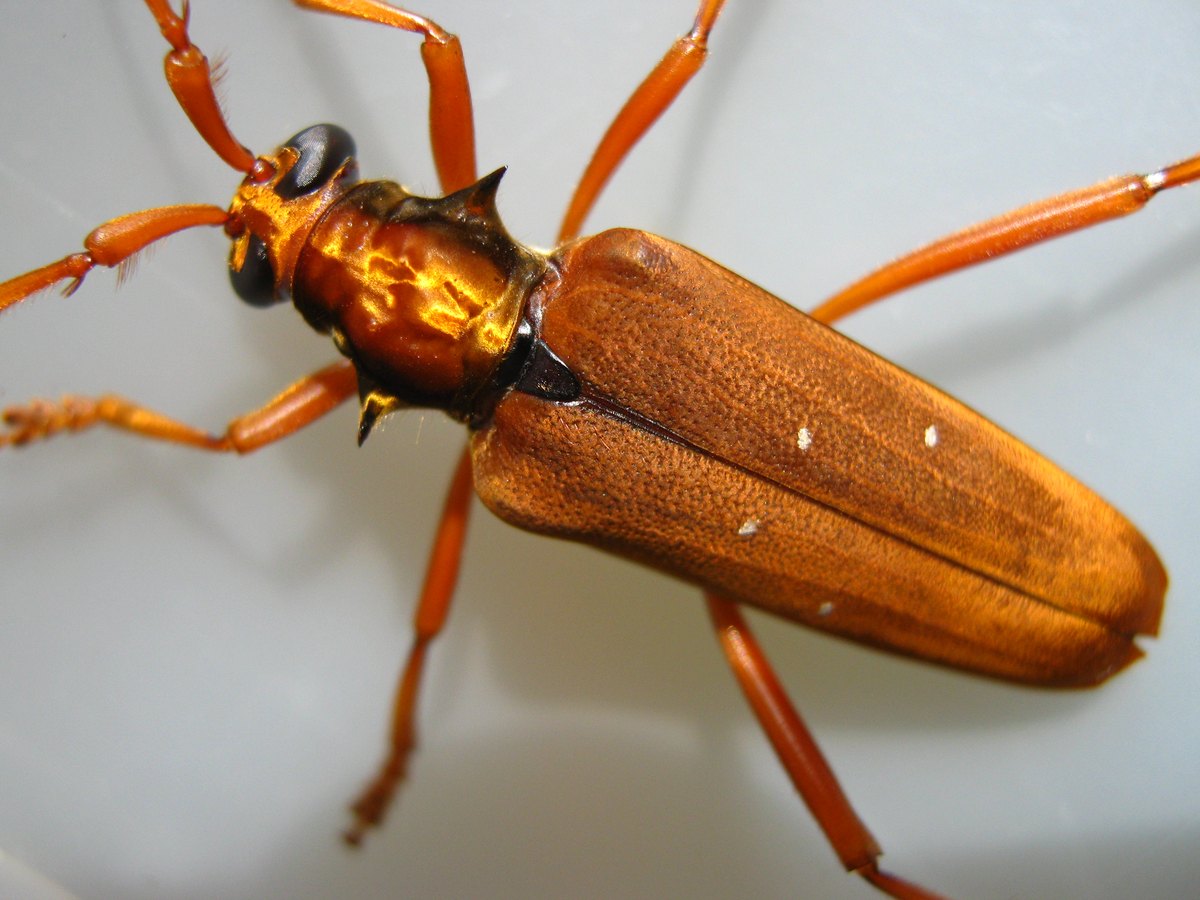 Close view from above: the golden, shining pronotum with a dark spine on each side, the dark scutellum, and the long orange-brown elytra with small white spots.