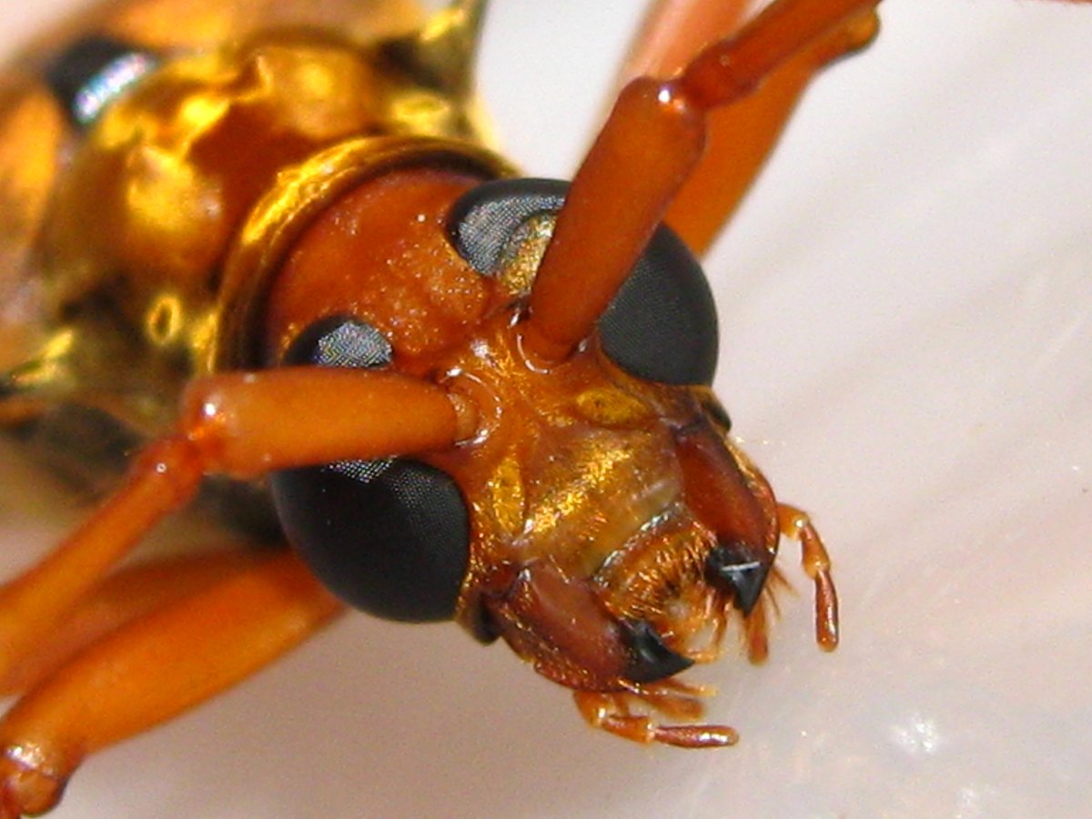 The head from the front: large black eyes notched around the antennal bases, dark-tipped mandibles and palps.