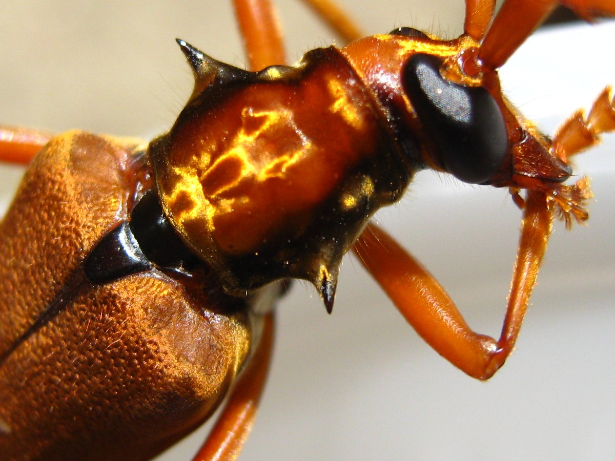 Close-up of the pronotum: glossy orange with golden reflections, dark edges and a sharp black spine on each side.