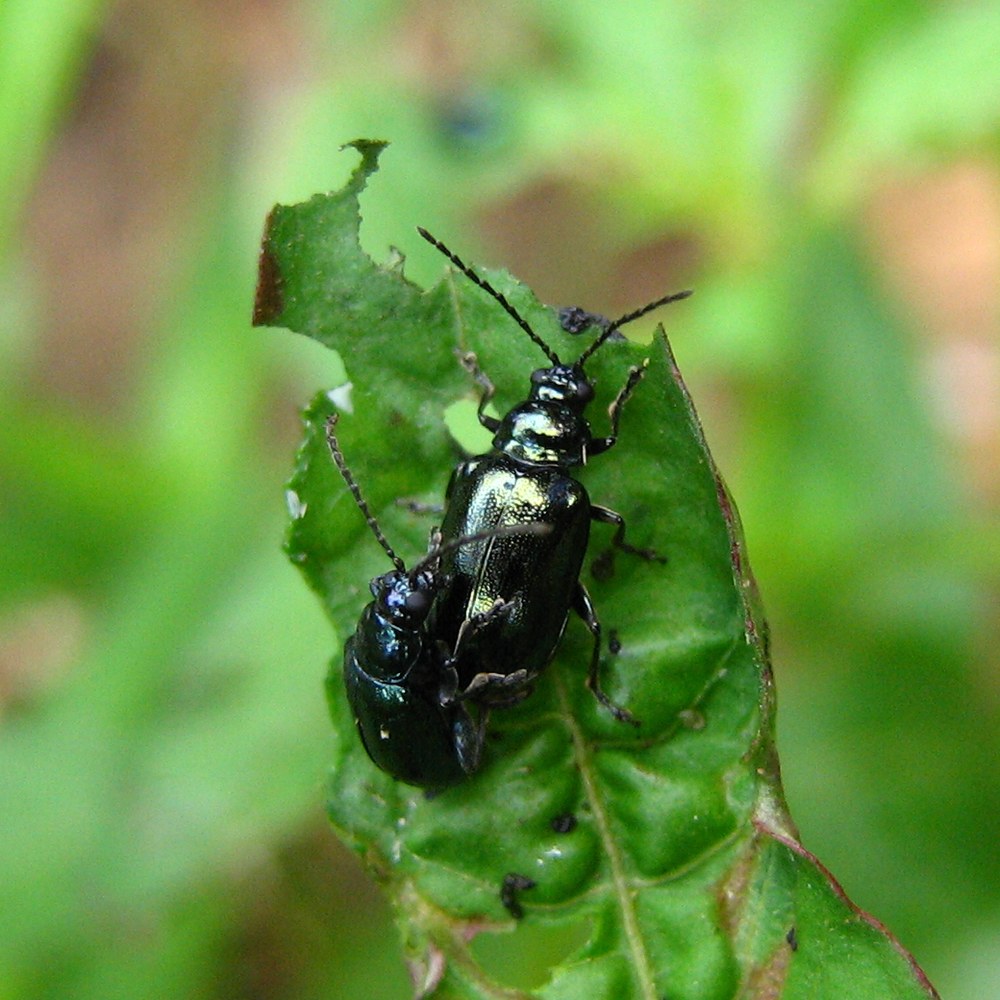Two shiny metallic blue-green beetles, one mounted on the other, at the tip of a green leaf with ragged, chewed edges and holes.