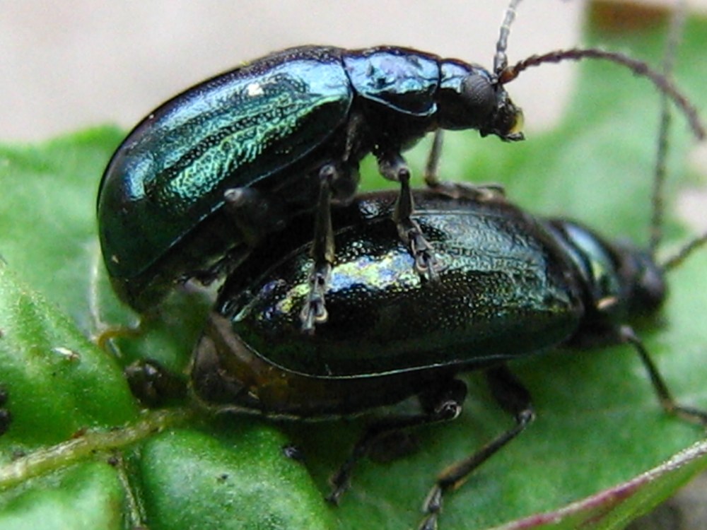 Close side view of the pair: the upper beetle's blue-green elytra densely punctured, its long thread-like antennae curving forward.