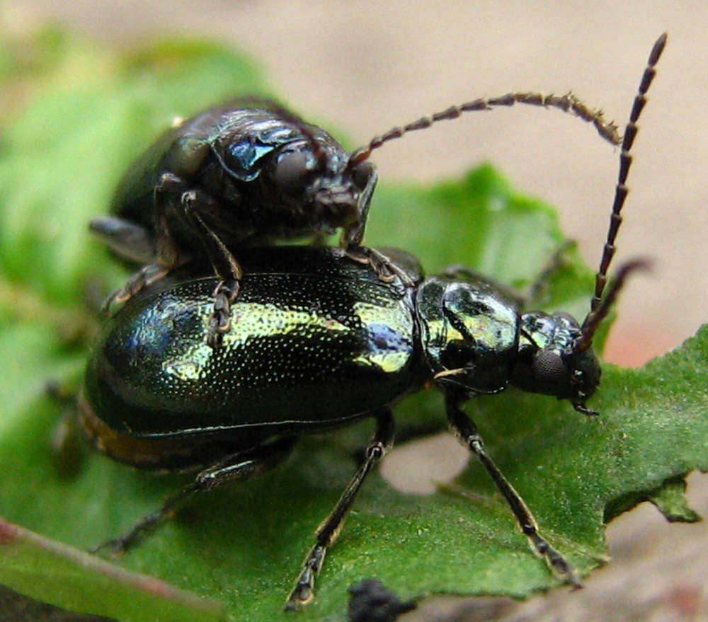 Front and side view: the lower beetle's bronze-green elytra, the groove across its pronotum, its dark eyes and long dark antennae; the smaller beetle rides on top.