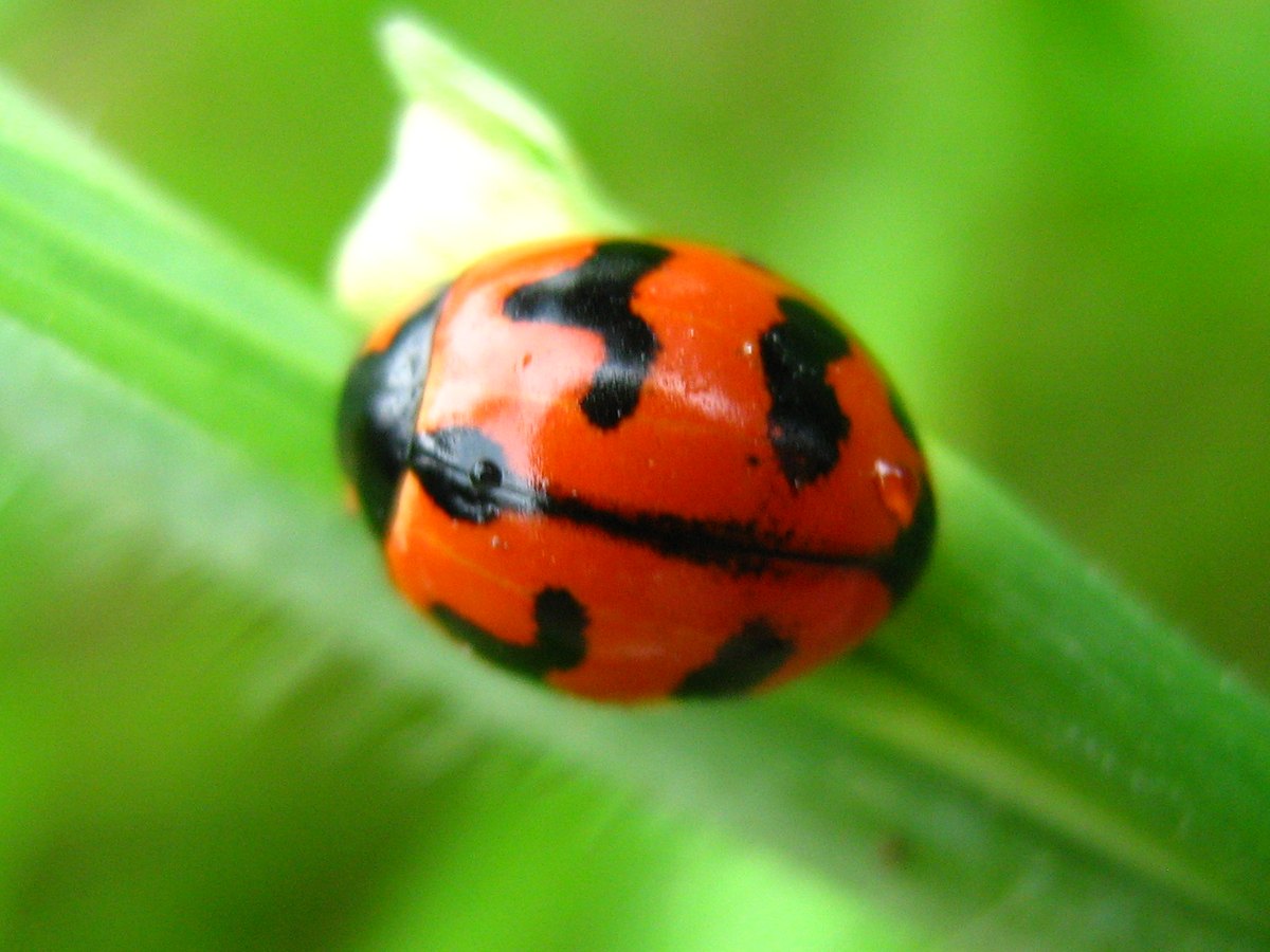 The ladybird from above on a green leaf stalk: orange-red wing cases with a thin black line where they meet and black blotches on each side.