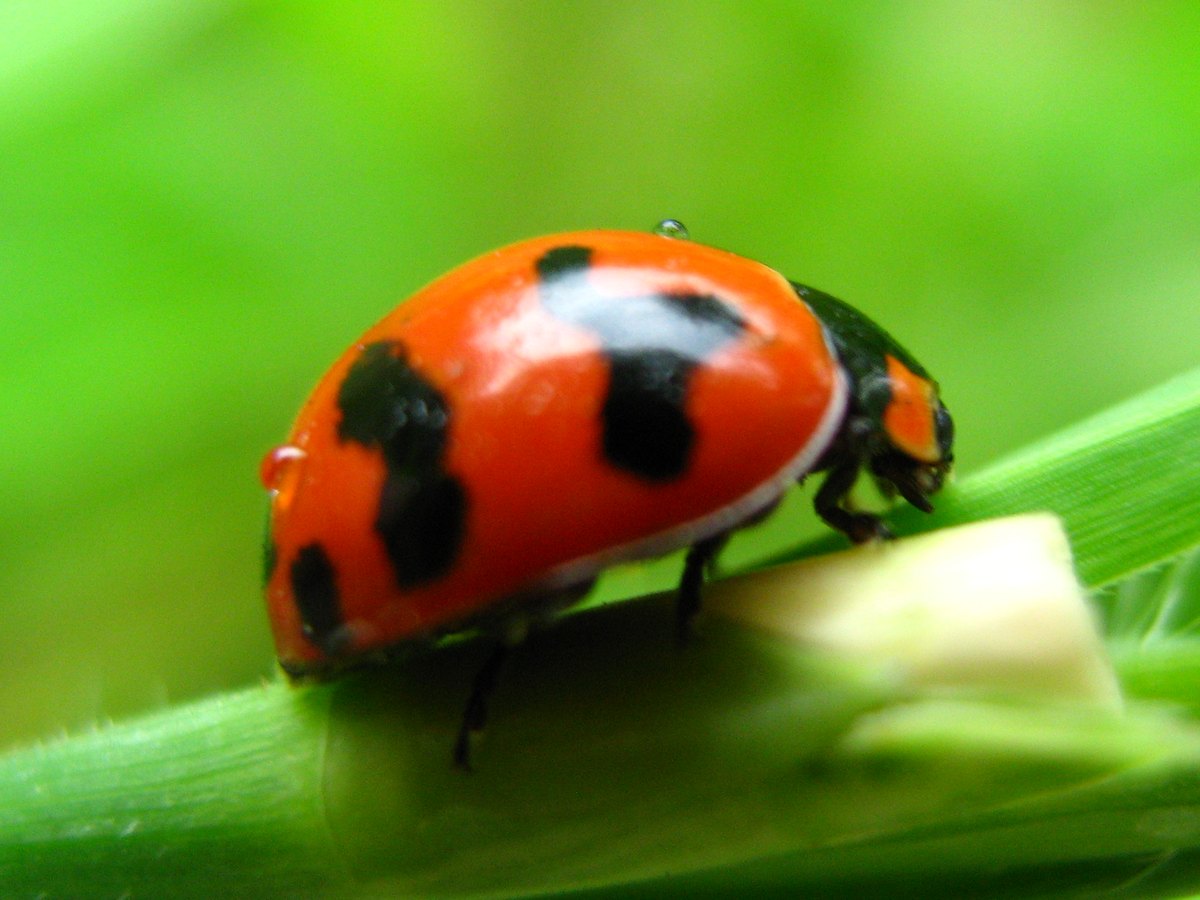 Side view of the ladybird walking along a hairy green leaf stalk, black blotches on its domed orange-red back.