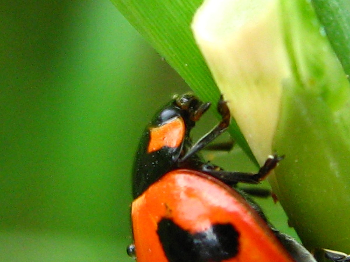 The head end from above: a black head-shield (pronotum) with an orange-red patch at its front corner, and a black zigzag band on the wing case behind.