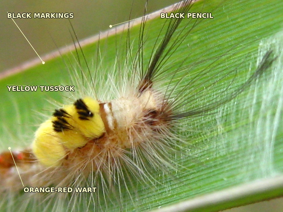 A close view of the caterpillar from above and slightly in front, centred on the yellow tussock. The bright yellow hairs of the tussock fill much of the frame, spreading out from a central dome. On the surface of the tussock, dark hairs form a broken W or M pattern in black. To the upper right, a long thin black hair pencil projects away from the body. An orange-red wart with small hairs is visible at the lower left. Labels point to the yellow tussock, black markings, black pencil and orange-red wart.