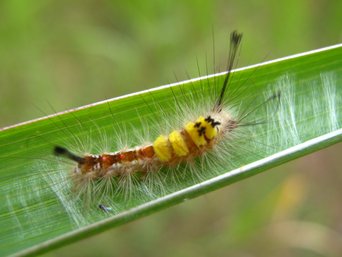 A small tussock moth caterpillar with a bright yellow dorsal tussock and black pencil hairs, resting on a grass blade at Ikutmaju Saw Mill, Tawau