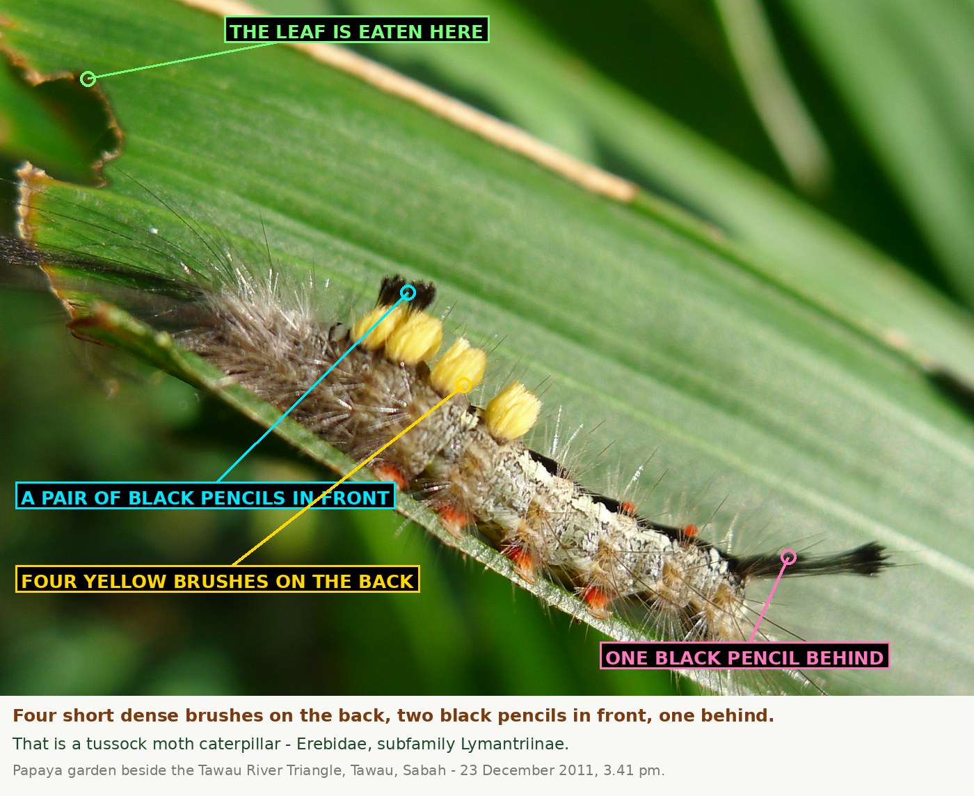 The same caterpillar with four labels: one pointing to the eaten notch in the leaf above it, one to the four yellow brushes standing on the back, one to the pair of black hair pencils projecting forward, and one to the single black hair pencil projecting backwards from the tail.