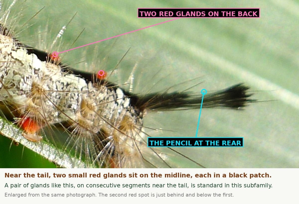 An enlargement of the rear half of the caterpillar. Two small bright red glands sit on the midline of consecutive segments near the tail, each surrounded by a black patch, and the single long black hair pencil sweeps back from the tail end.